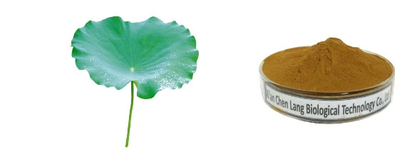 Lotus Leaf Extract.jpg